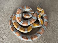 0.1 Sunkissed het Ice Cinder Stripe