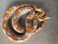 1.0 Sunkissed het Ice Cinder Stripe