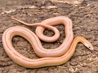 hypo sunkissed Kastanie Striped